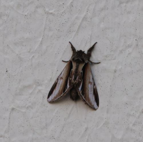 Pheosia gnoma